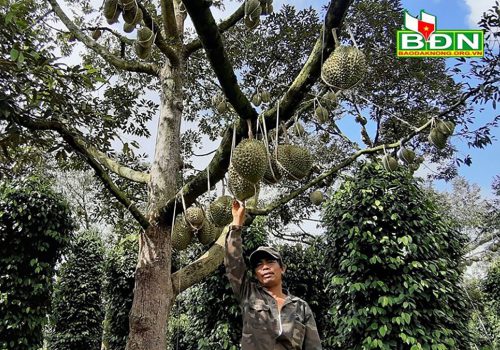 Chuyện lạ Dak Nông - 36 cây sầu riêng thu về 500 triệu đồng