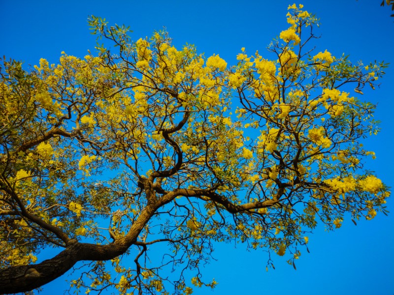 Hoa cây chuông vàng rất giống hoa huỳnh liên, nhưng điểm khác biệt chuông vàng là cây thân gỗ lớn