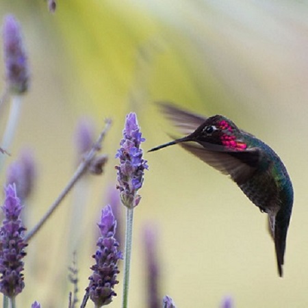Chim ruồi là một trong những sinh vật nhanh nhẹn nhất thế giới. Chúng thậm chí có thể đập cánh 70 lần/giây. (Ảnh: Internet)